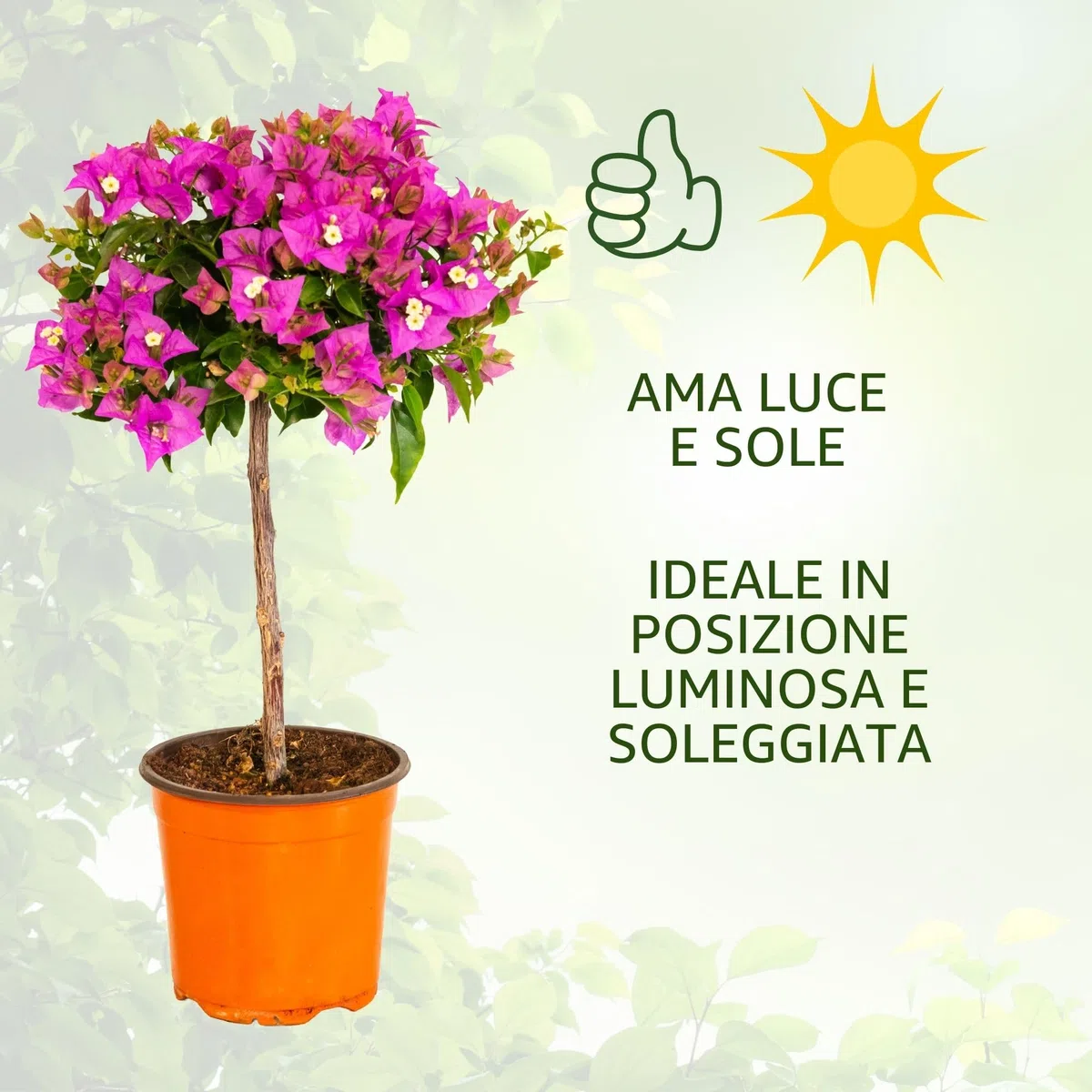 Bougainvillea (Alberello Viola/Fucsia, Vaso 17, h 50 cm)