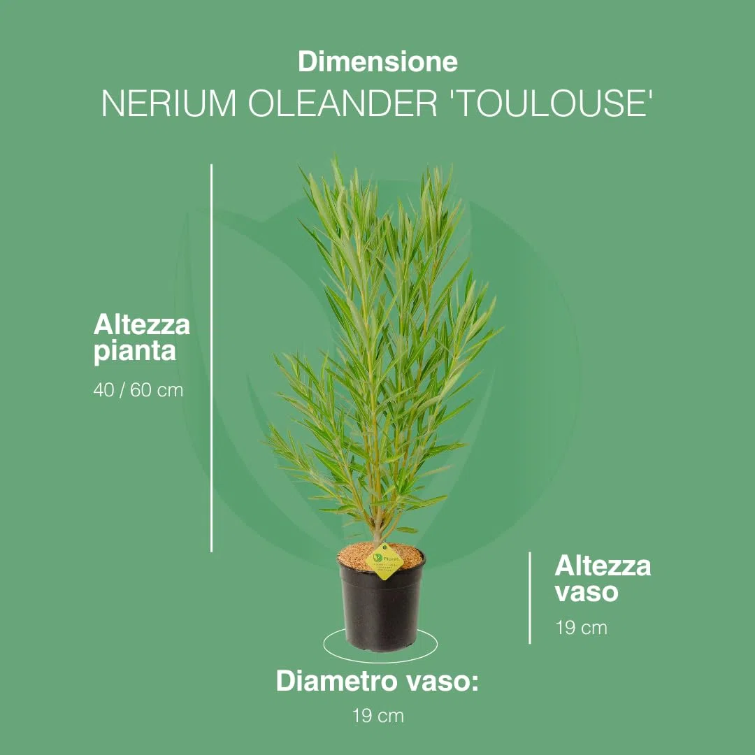 NERIUM OLEANDER, Oleandro Piante vere da esterno usato per decorare ambienti urbani, Piante da siepe sempreverde con foglie lucide e coriacee Diametro vaso 19 cm (Bianco)