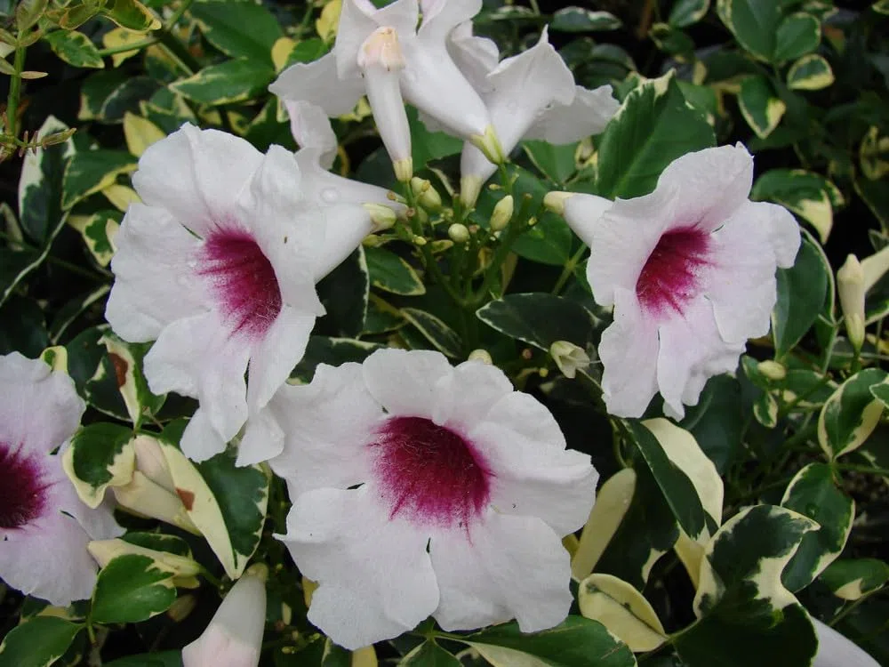 Pianta di Pandorea Jasminoides Bignonia Variegata Rampicante Sempreverde h 150 cm Fiore Rosa Vaso 18 cm per Esterni