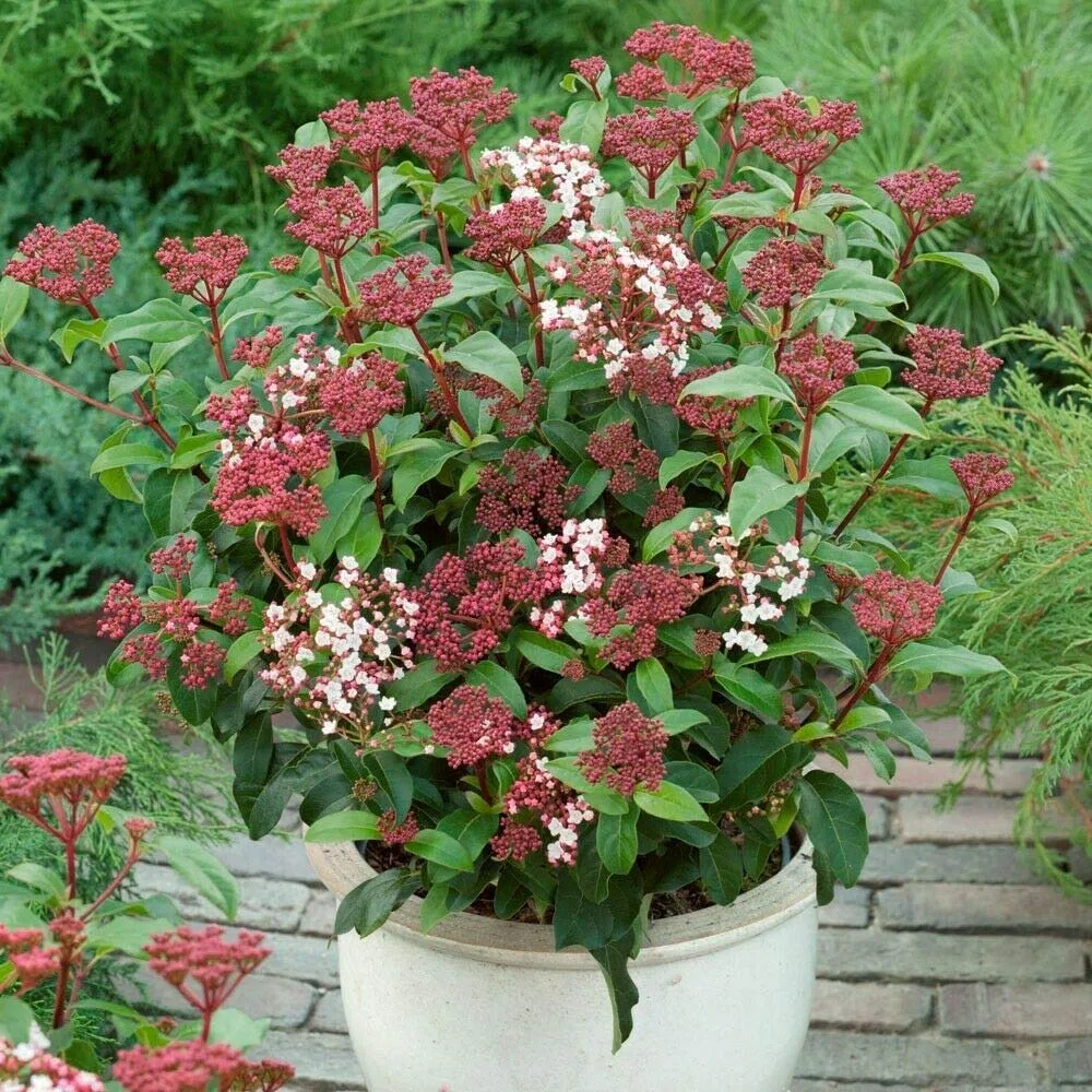 Viburno tino "Viburnum tinus" lentaggine 3 piante da siepe sempreverde in vaso ø9 cm h. 20/40 cm Vivaio di Castelletto