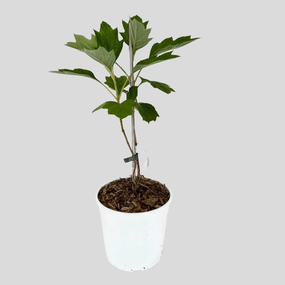 Pianta di Ortensia Fiore Bianco Pannocchia QUERCIFOLIA ALICE in Vaso 18 cm Varietà Rifiorente Ideale per Esterni