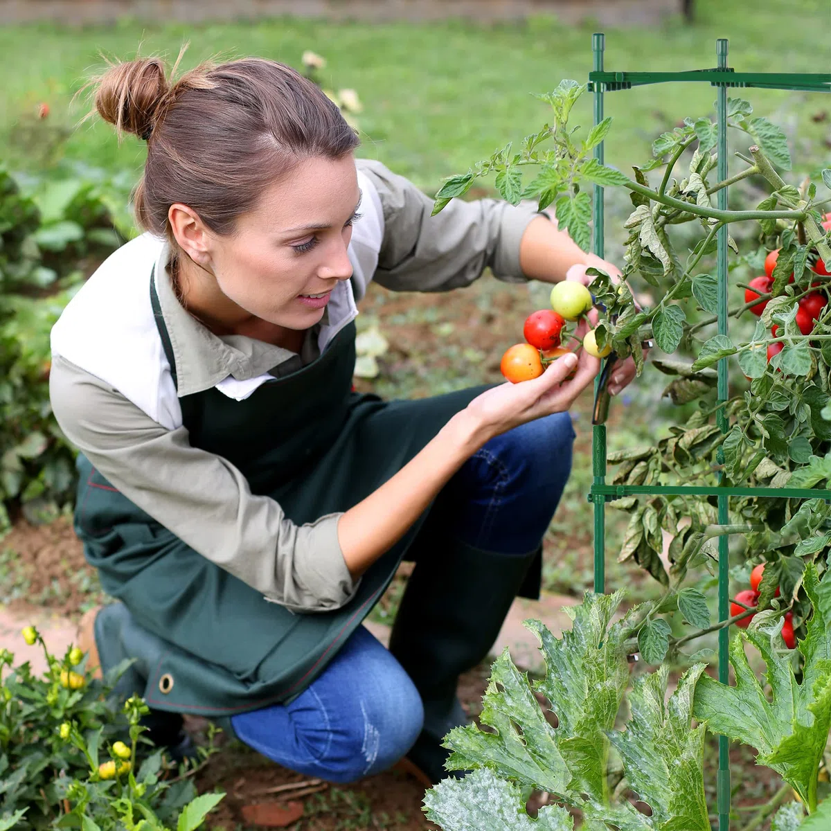 2 Supporti Per Pomodori | Aiuta Le Tue Piante A Crescere | Gabbie E Tralicci Per Verdure Rampicanti | Regolabile | Supporto Pomodori | Pianta