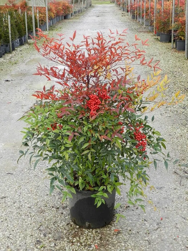 Nandina domestica "Bambù Sacro" pianta sempreverde in vaso ø28 cm h. 60/80 cm Vivaio di Castelletto