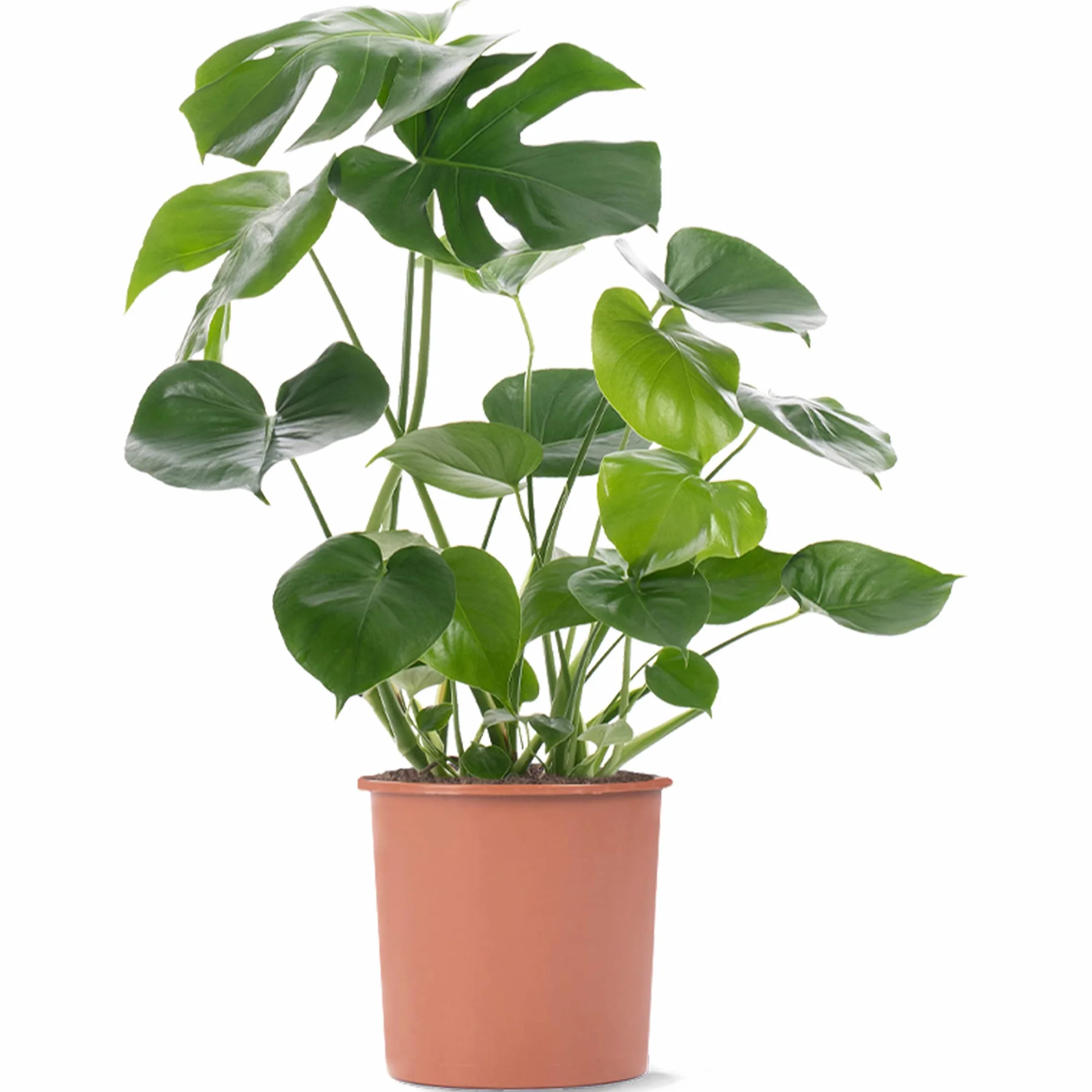 Pianta del formaggio svizzero Monstera Deliciosa, pianta da interno sempreverde in vaso.