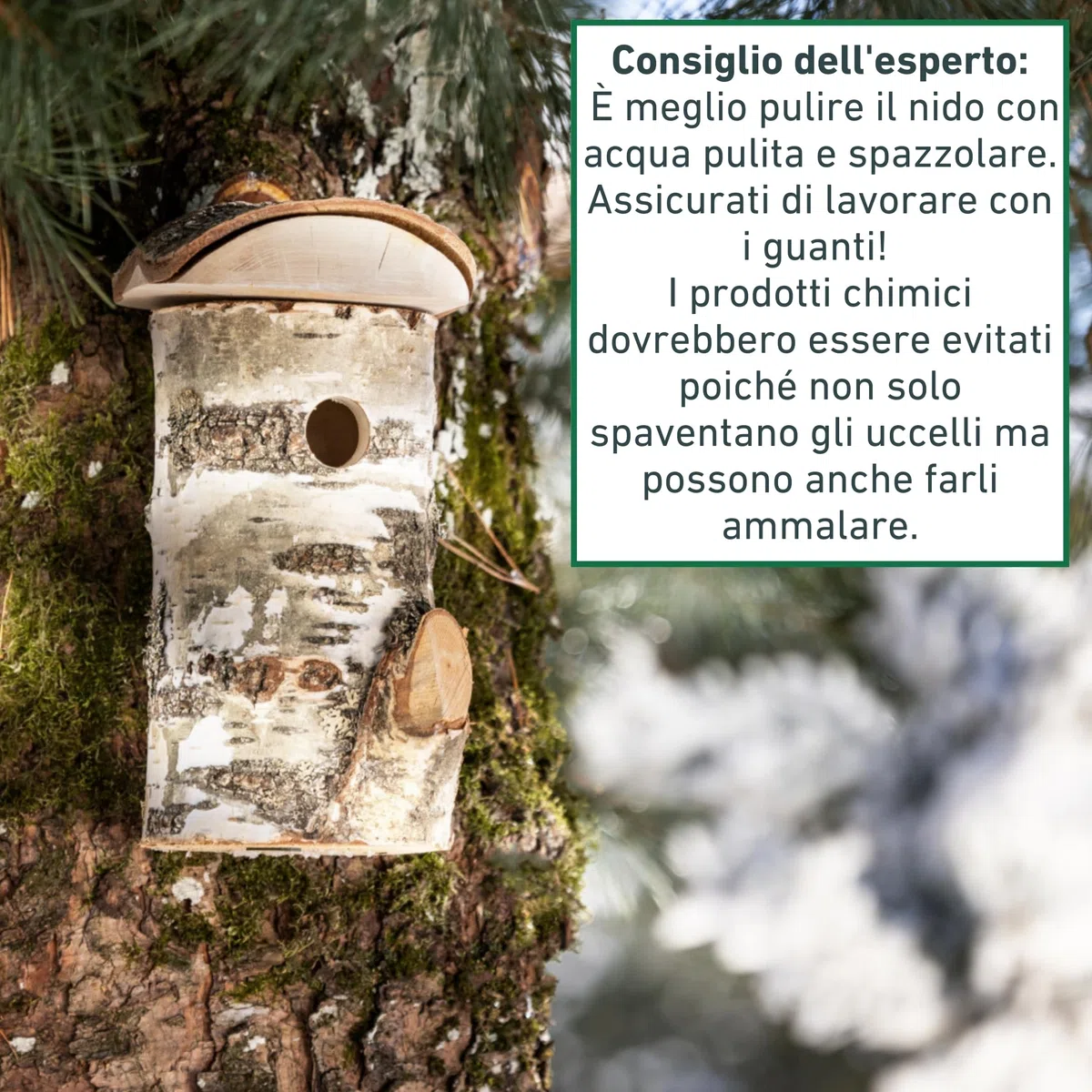Windhager cassetta nido per uccelli Wildkogel, foro dingresso Ø 28 mm, tetto rimovibile, legno di betulla, casetta per uccelli, cassetta nido per uccelli da appendere, durevole