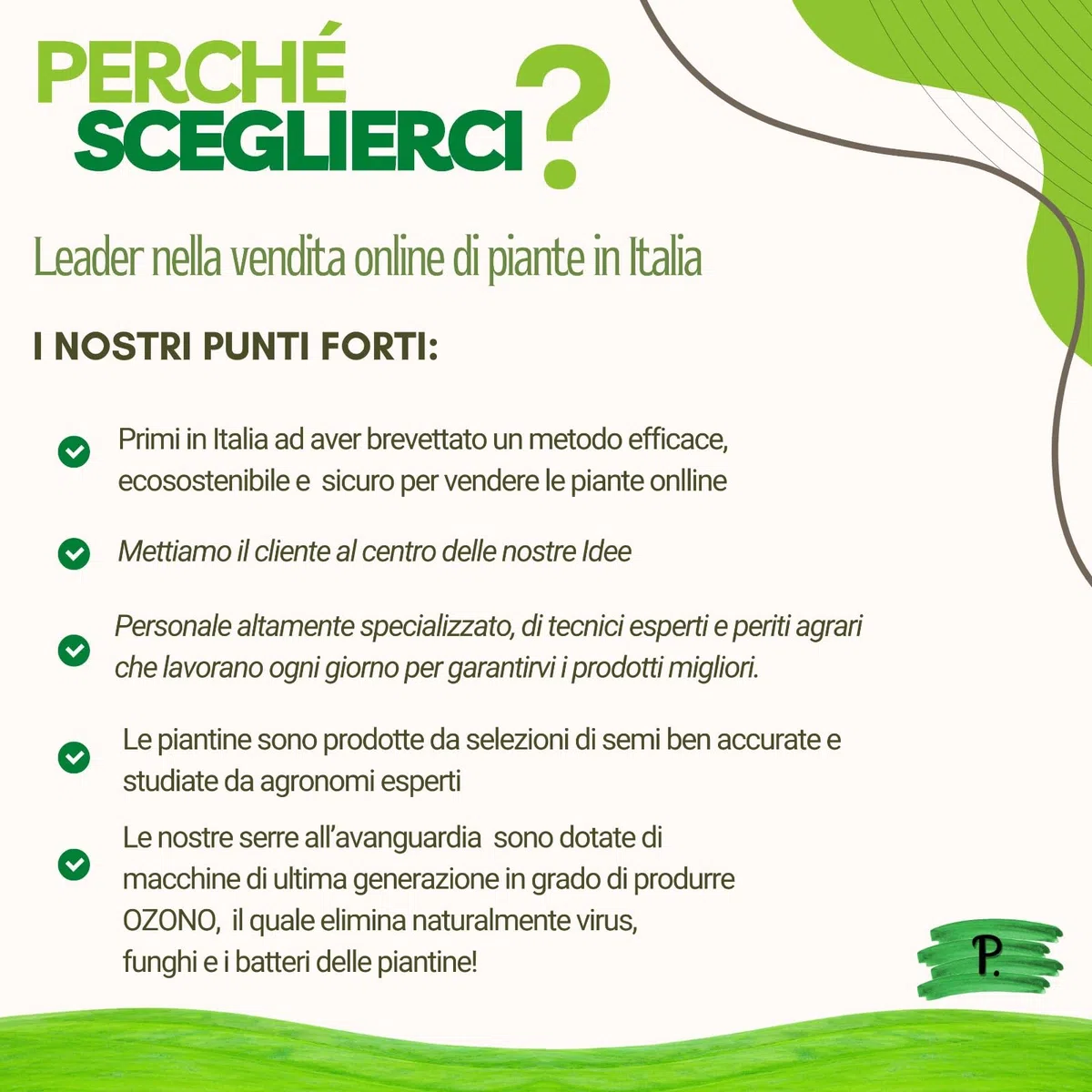 P. Piantine da Orto | Erba San Pietro, Pianta in Vaso Diametro 14 cm, Pianta Pronta per il Trapianto, Pianta Vera da Esterno, Piantina Aromatica per Balcone o Terrazzo, Vivaio Italiano