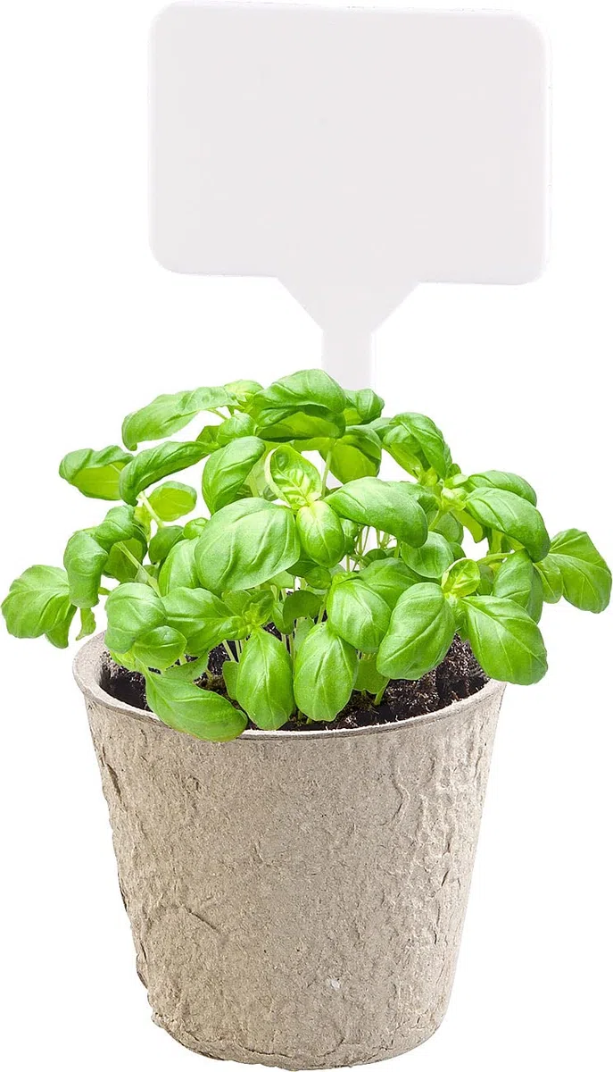 Royal Gardineer kit di germinazione: 84-pezzi Set di coltivazione delle piante, Vasi per semina biodegradabili, personalizzabili (vasi per la semina, set coltivazione piante, coltivare)