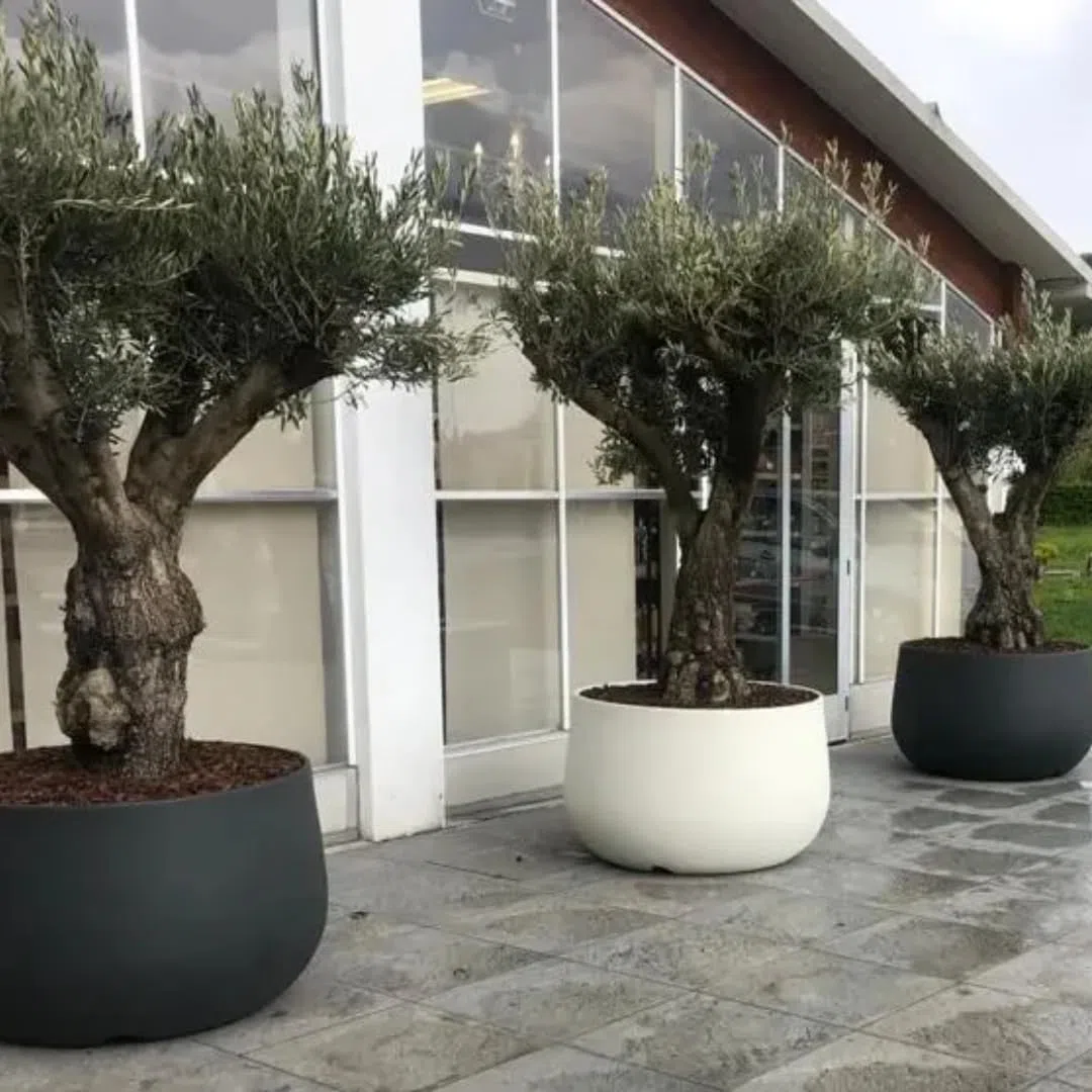 Generico Vaso Urbano ACAYA 78 SMOKE, Vaso in resina per piante di grosse dimensioni, Vaso grosse piante, Ambienti urbani, Vaso per locali, Hotel, Vaso resistente, Vaso leggero, Durevole, 78x50cm