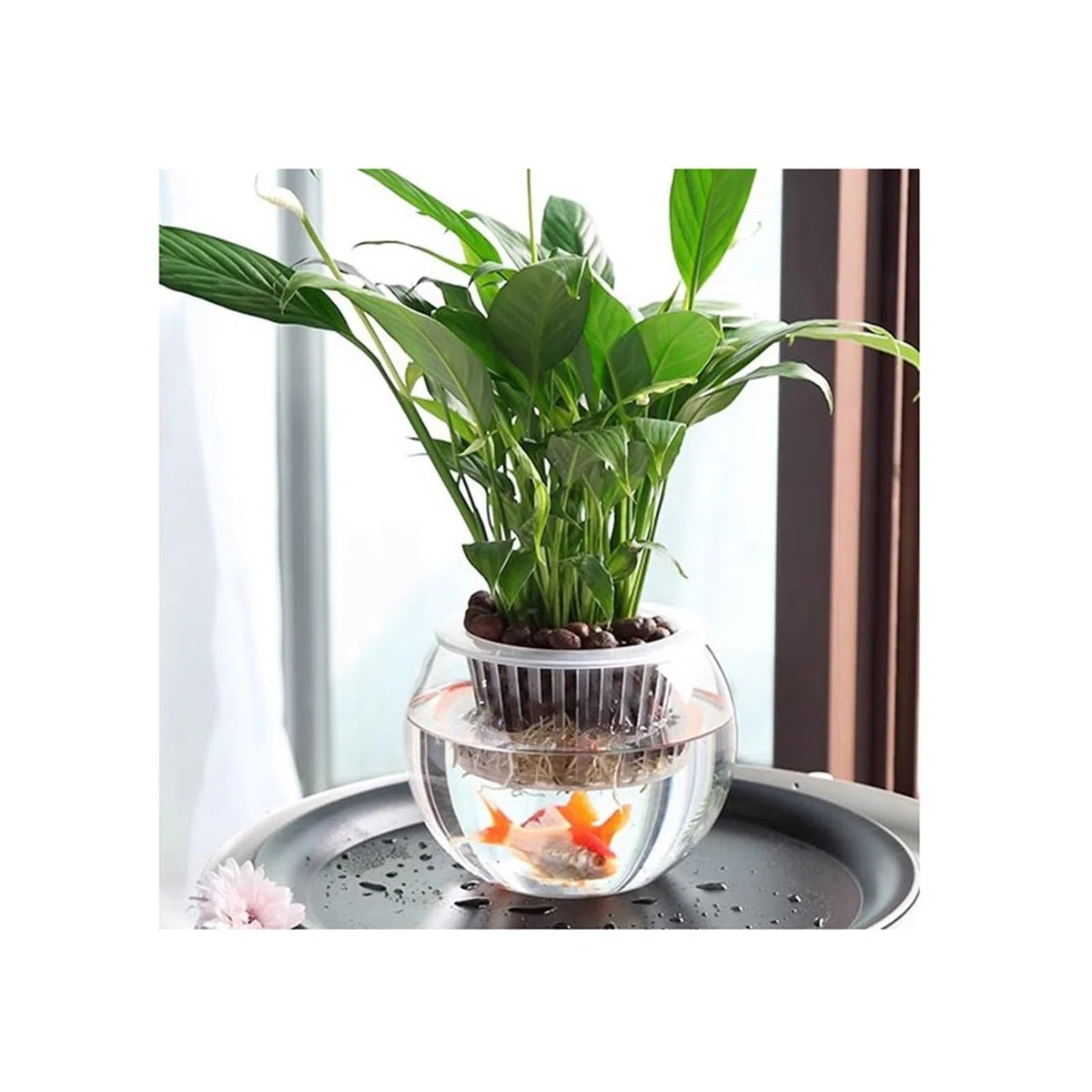 Contenitore for piante idroponiche in vetro trasparente, contenitore for acquatiche, for pesci, interno(M)