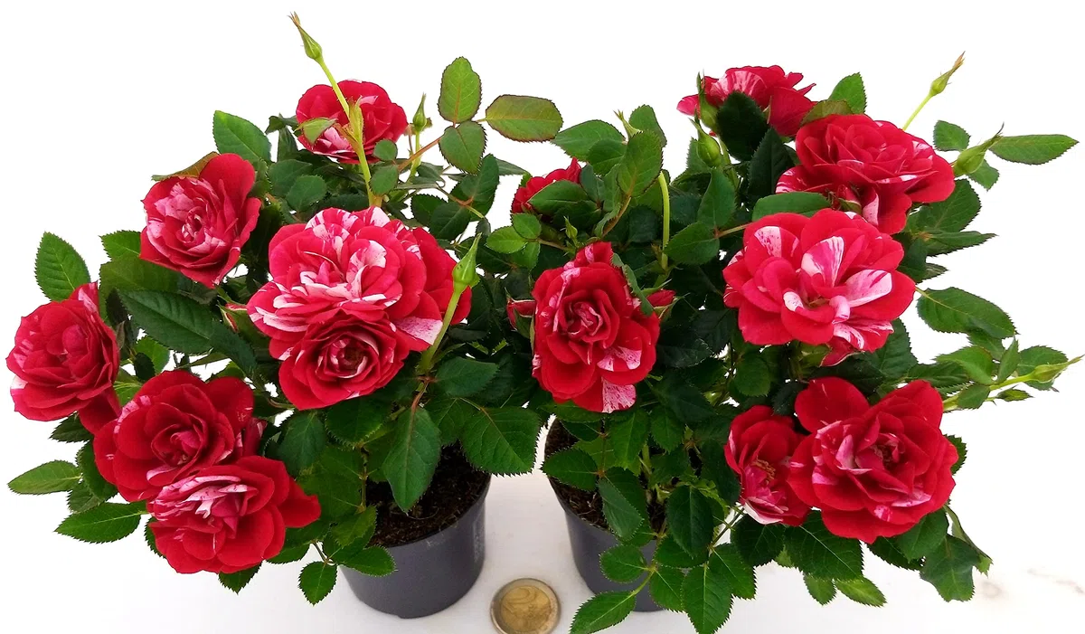 POWERS TO FLOWERS - ROSA DA GIARDINO NANA RAMPICANTE e RIFIORENTE, ROSA ROSSA BICOLORE, 2 PIANTE, VASO 8CM, Piante Vere