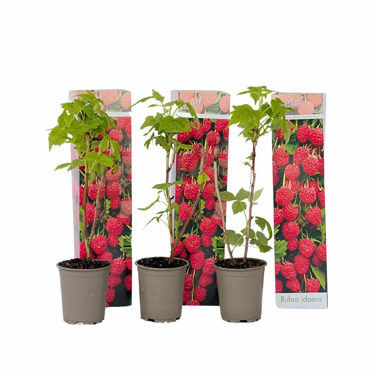 Plant in a Box - Rubus ideaus 'Autumn Bliss' - Lampone - Piante da frutto - resistenti - Set di 3 - Vaso 9cm - Altezza 25-40cm