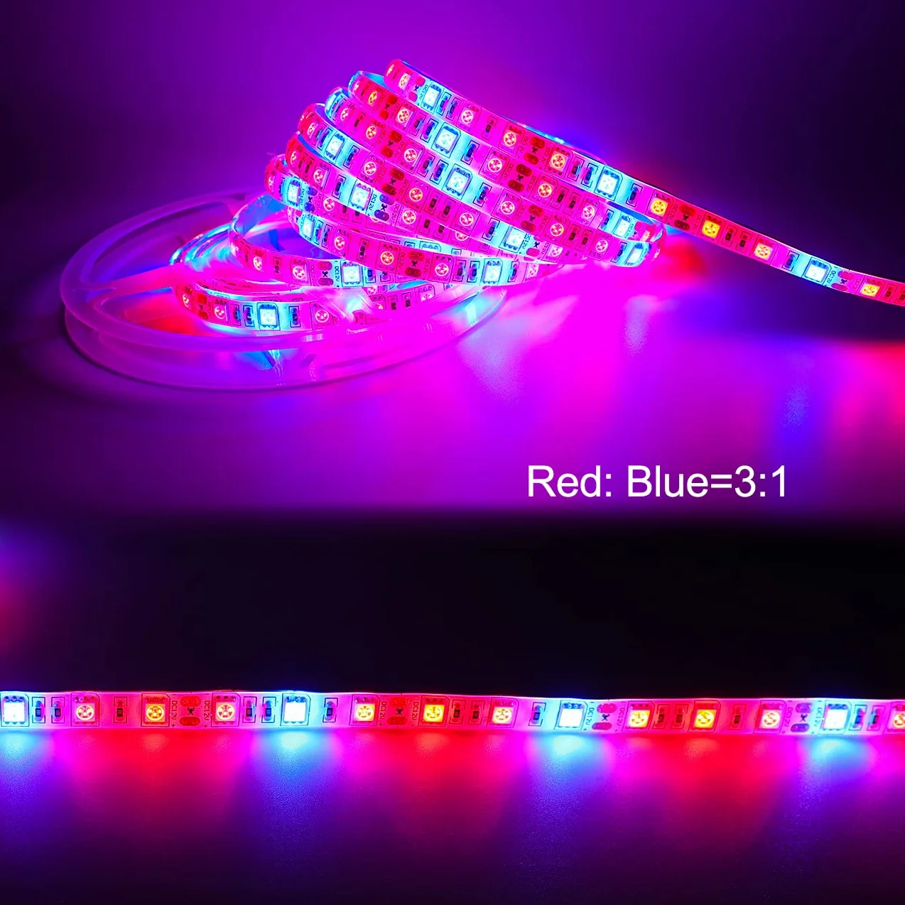 La pianta LED coltiva la luce della striscia DC 12V IP65 impermeabile Spettro pieno SMD 5050 Rosso blu 3: 1 luce della corda per l'acquario Serre pianta