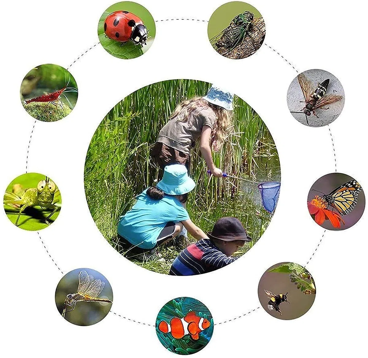 Bambini Rete da Pesca,Farfalla Telescopica Reti 4 Pack Colore Butterfly Net Con Manico Antiscivolo per catturare Insetti di Farfalle Piccoli Pesci Insetto