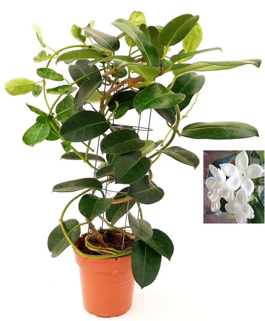 GELSOMINO STEPHANOTIS FLORIBUNDA, ALTEZZA 45CM, IDEALE PER GIARDINI, pianta vera