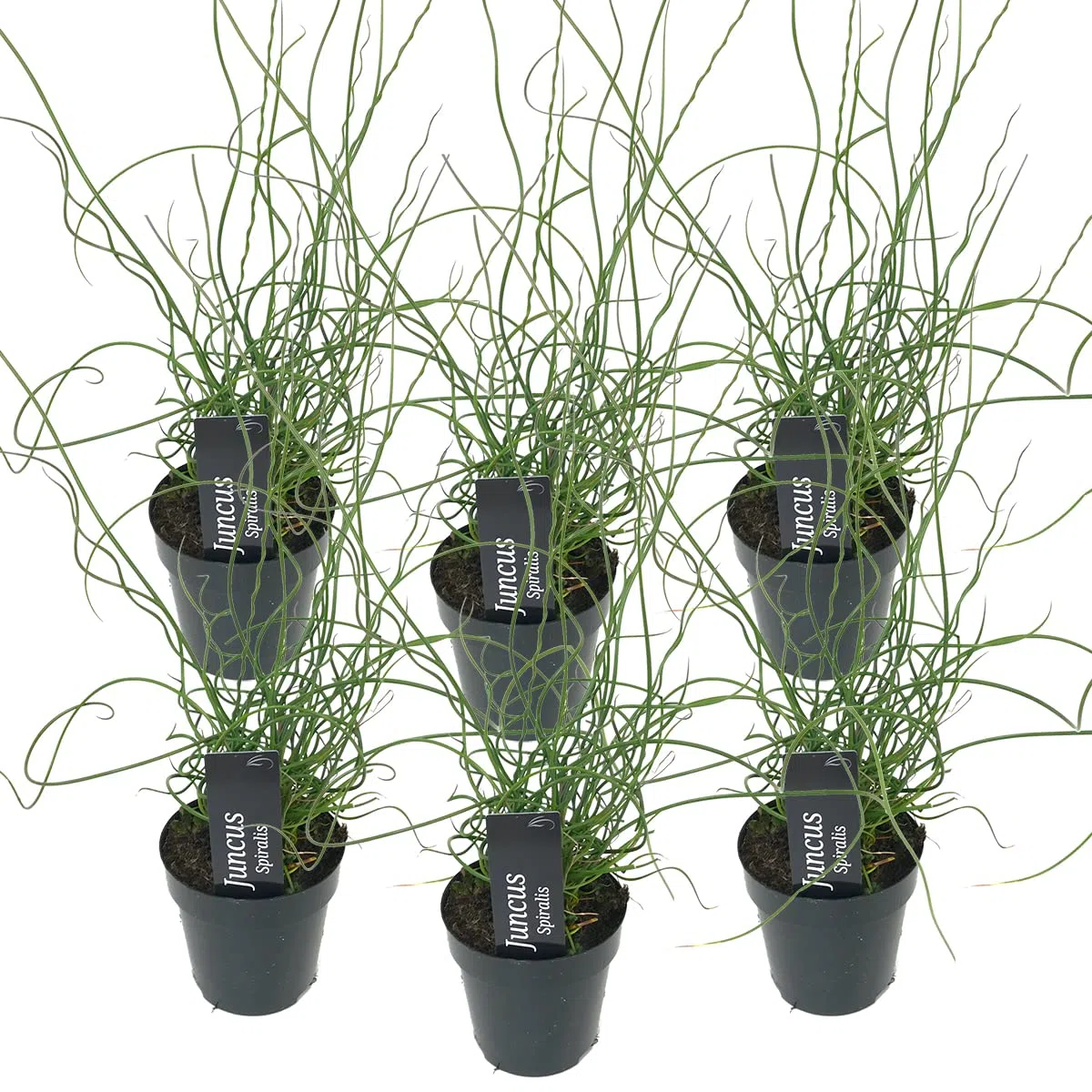 Bloomique - Set di 6 - Juncus Spiralis - Giunco a Spirale - Pianta Acquatica - Pianta da Stagno - Resistente al Freddo - Alte 20-30 cm - Vaso 9 cm