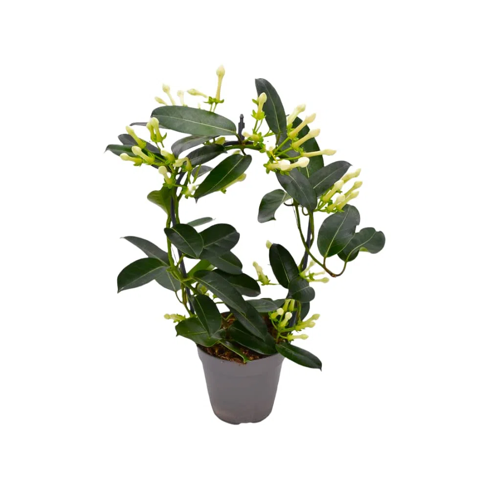 pianta di GELSOMINO DEL MADAGASCAR rampicante STEPHANOTIS AD ARCO PROFUMATISSIMO in vaso 12 AMDGarden