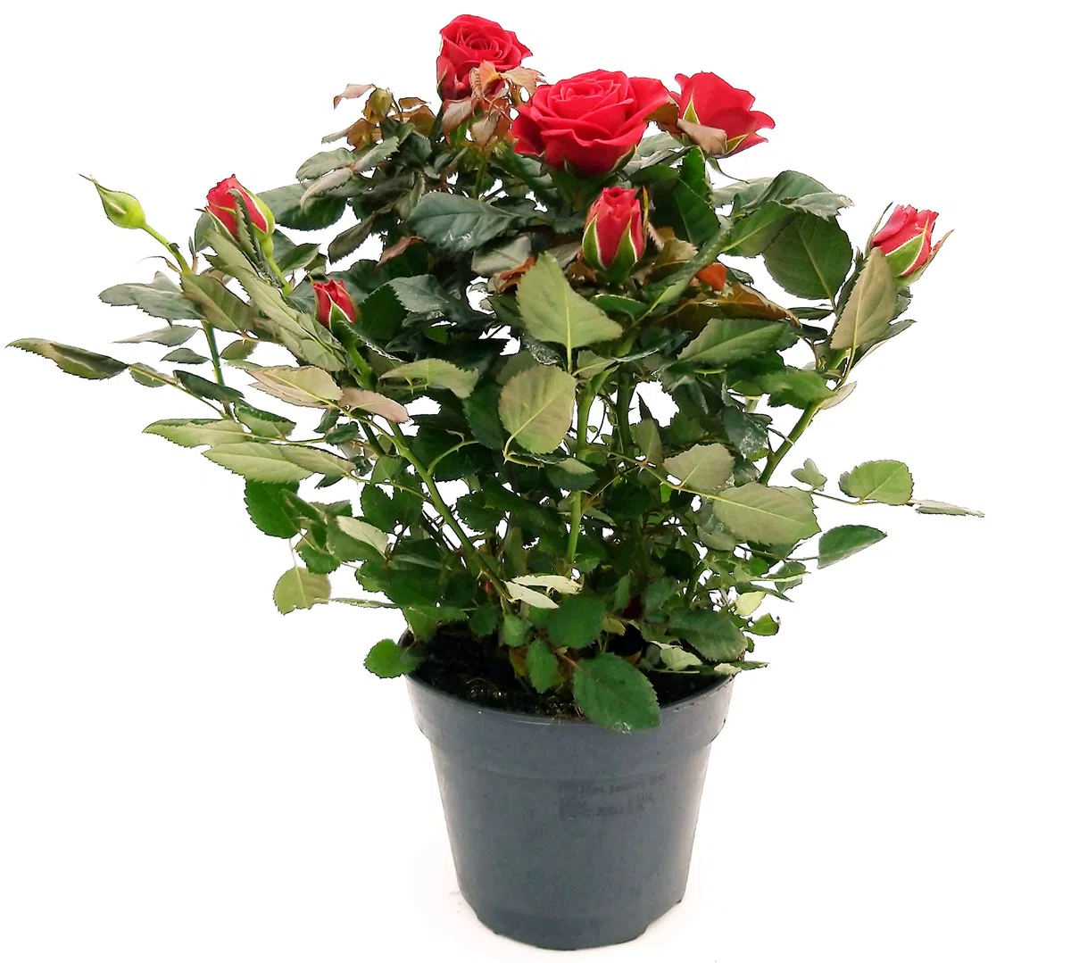 POWERS TO FLOWERS - ROSA DA GIARDINO RAMPICANTEe RIFIORENTE, ROSA ROSSA, Pianta Vera