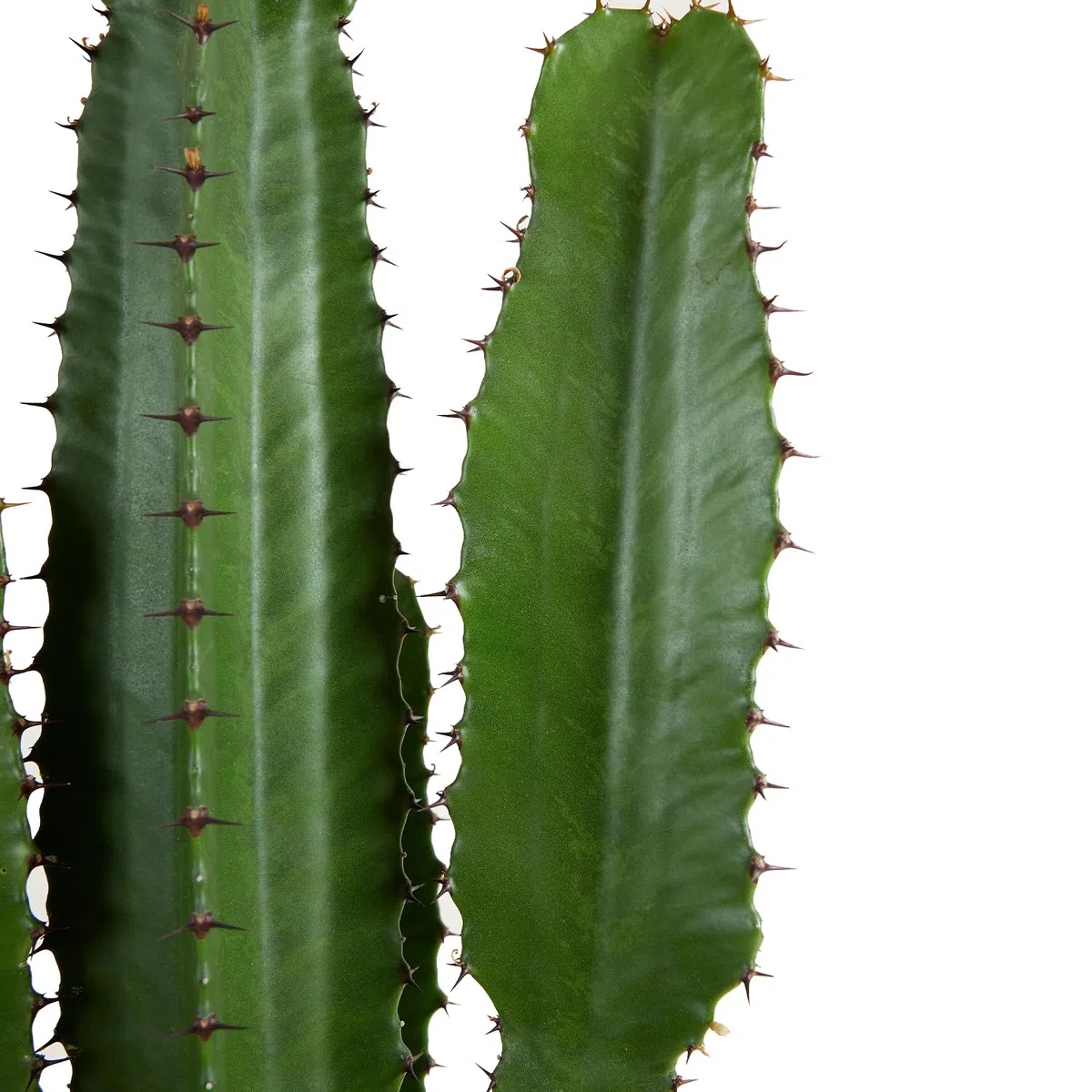 Bloomique - Euphorbia Acrurensis - Latte lupoforico - Cactus - Piante da appartamento - Facile manutenzione - Vaso 24 cm - Altezza 80-100 cm