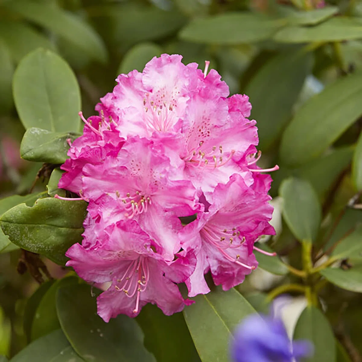 Bloomique - Set di 3 - Rododendro - Viola, Rosa, Bianco - Sempreverde - Resistente al freddo - Piante da giardino - Altezza 15-20 cm - Vaso da 9 cm