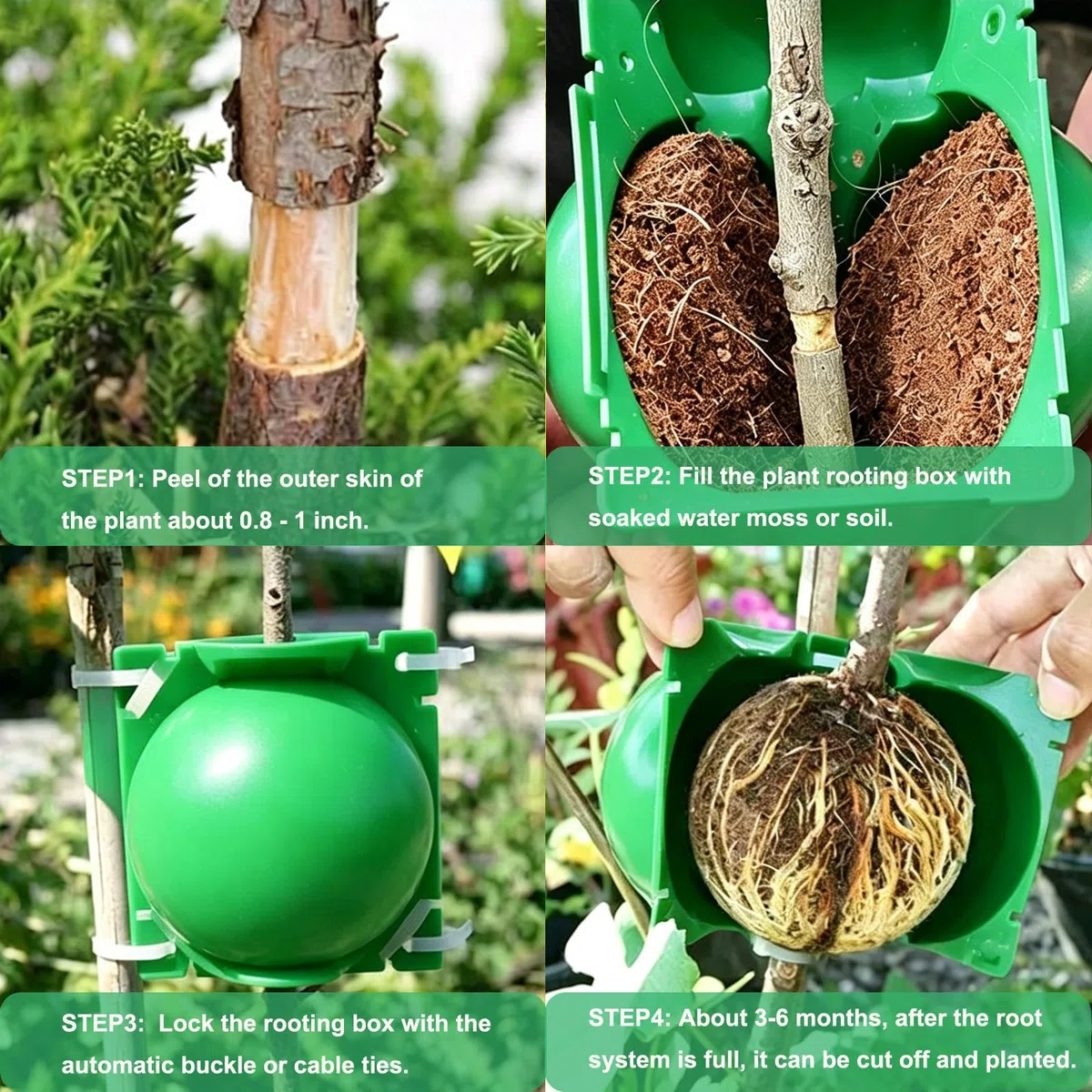 30 Pezzi Dispositivo di Radicamento delle Piante Scatola di Innesto di Piant con Fascette Scatola Coltivazione Radici Piante Propagatori Alta Pressione per Radici Innesto Giardino (Verde)