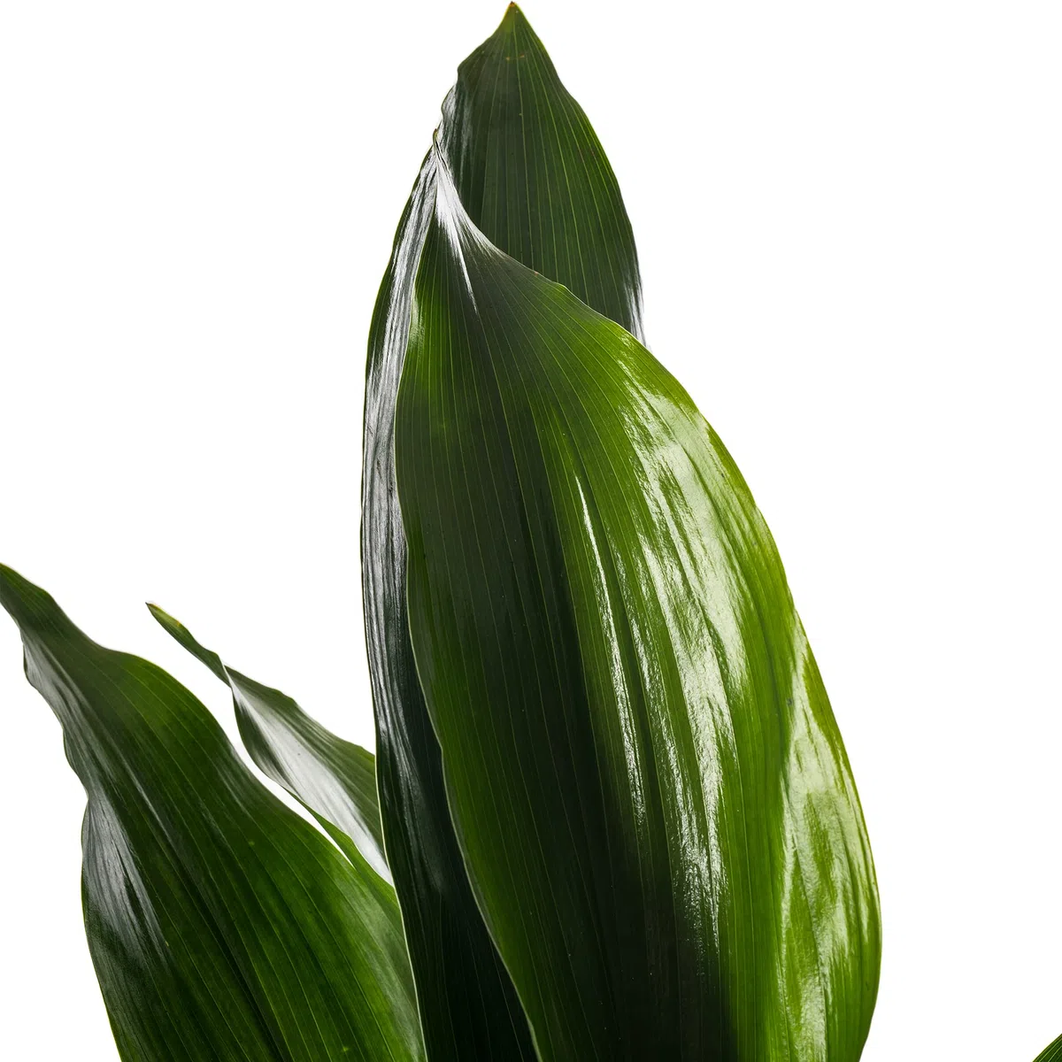 Pianta di ghisa Aspidistra Elatior Piante da interno sempreverdi alte ed esotiche.
