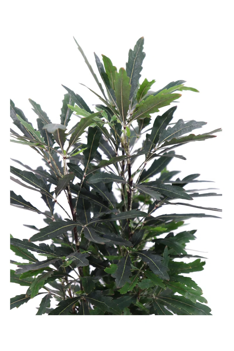 Pianta di Aralia Elegantissima o Plerandra Elegantissima pianta arbustiva ornamentale da arredo interno pianta vera venduta da eGarden.store