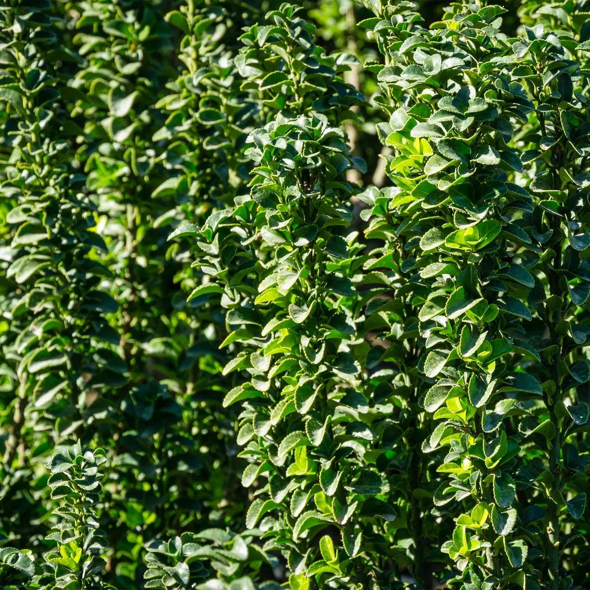 Euonymus japonicus Green Spire - pianta siepe - foglia verde - 6 piante - 1 metro - pervinca - 17 cm altezza 40 cm - facile da pulire e tollerante al sole