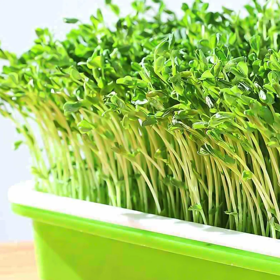 6 Pezzi Vassoio per Germinazione Semi 32.5x24.5x4.5cm Vassoi per Semi Impilabile Vassoio per Germogli in Plastica per Coltivazione Fagioli Mungo,Erba Medica,Erba di Grano