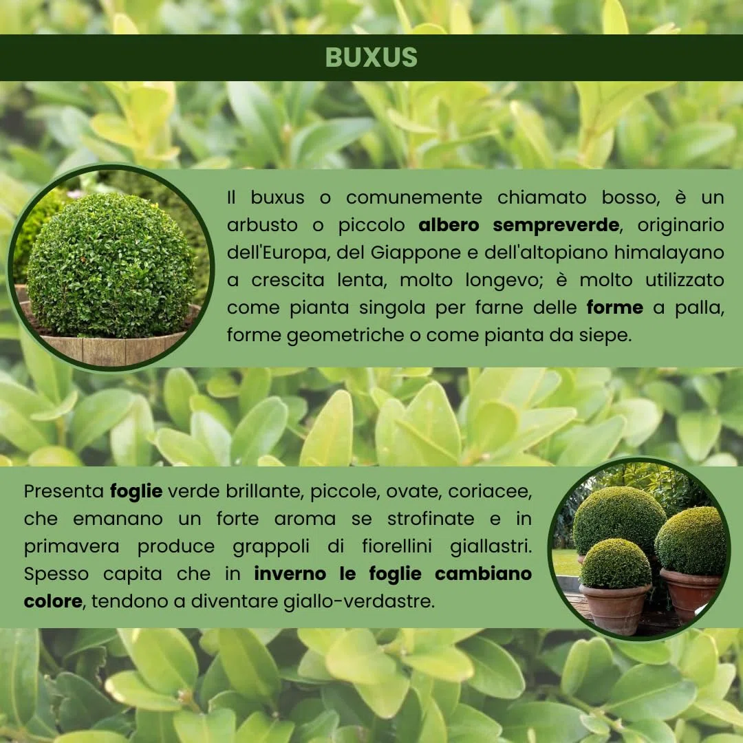 Buxus Bosso Sempreverde, 50 Piante, Vaso 14cm | Arbusto a crescita lenta, Ideale per siepi e bordure, Ideale per topiaria, Foglie piccole verde brillante, Foglie aromatiche