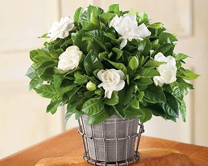 Gardenia augusta (G. florida), Pianta vera, Pianta da esterno MADE IN ITALY