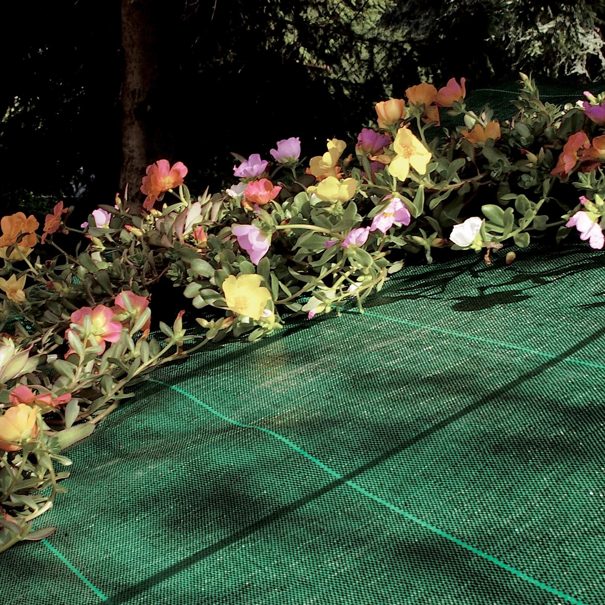 TENAX Cover Pro 1,60x5 m Verde, Telo Antierbacce Professionale per Pacciamatura