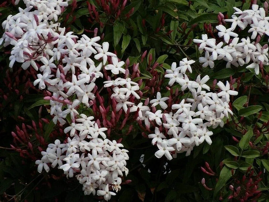 Pianta di GELSOMINO POLIANTA rampicante OFFICINALIS SICILIANO profumato VASO 18 cm AMDGarden