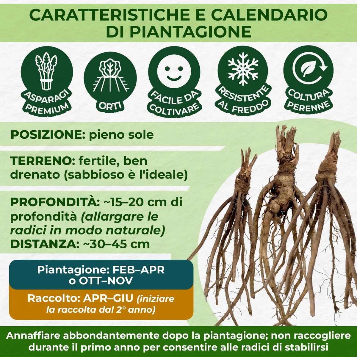 Piante di asparagi Mix - 10 piante frigo A+ - refrigerate a crescita rapida provenienti dall'Olanda - Resistenti & Perenni - Per la coltivazione in letti rialzati