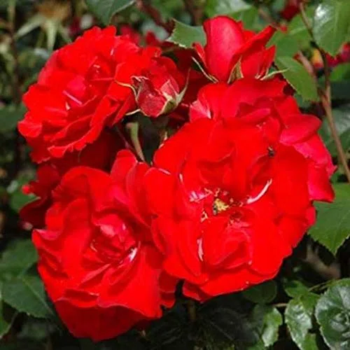 Rosa La Sevillana [Vaso Ø15cm]