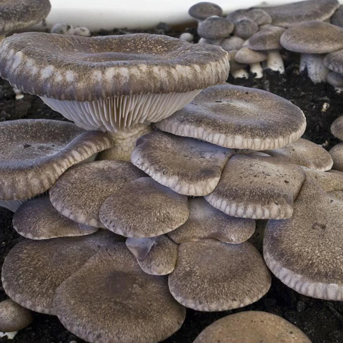 Balletta per la Produzione Professionale di Funghi Cardoncelli Pleurotus Eryngii Ideale per la Coltivazione del Fungo Cardoncello Pugliese Substrato e Ceppo (6)