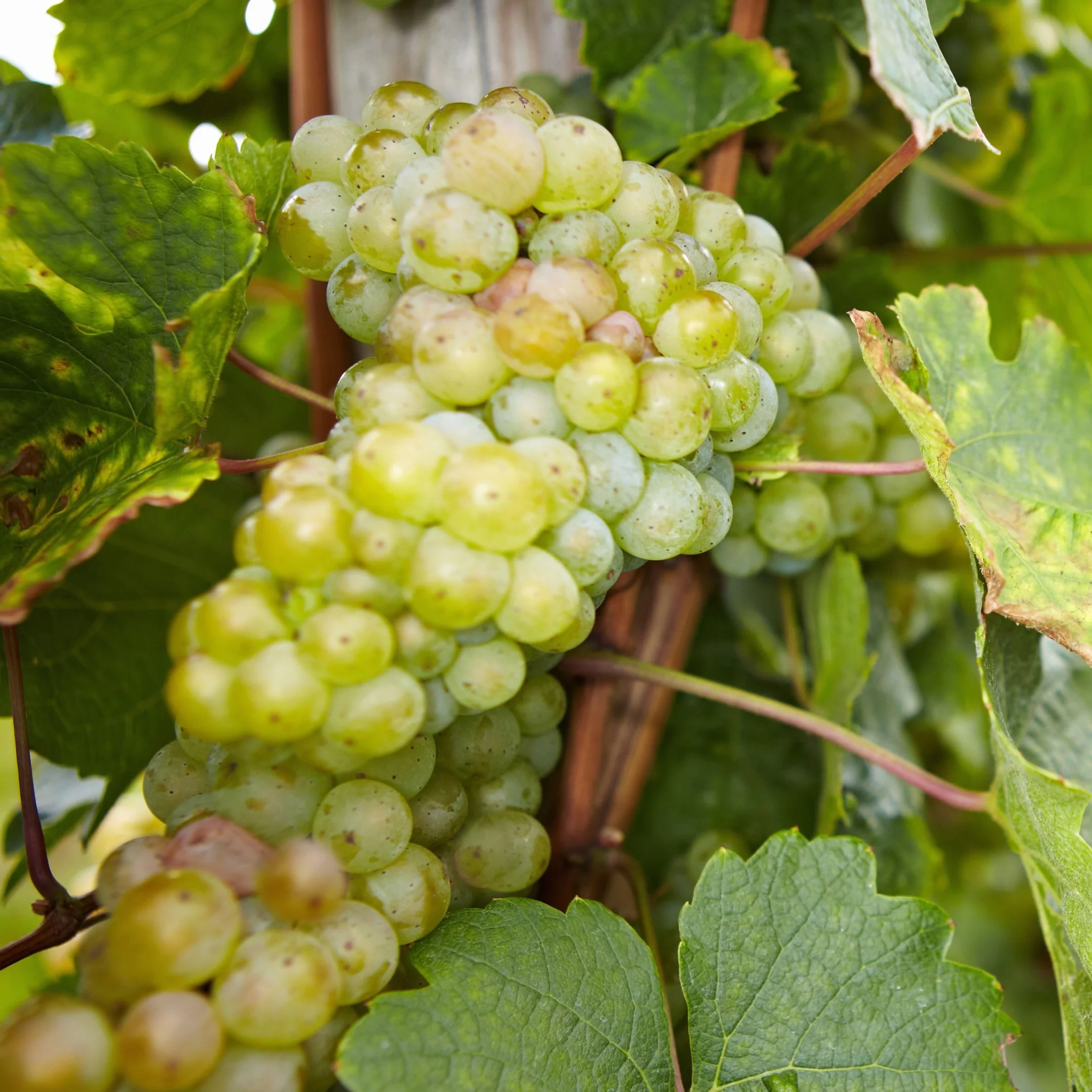 Plant in a Box - Piante di uva - Mix di 3 - Vitis Vinifera - Uva - Vaso 9cm - Altezza 25-40cm