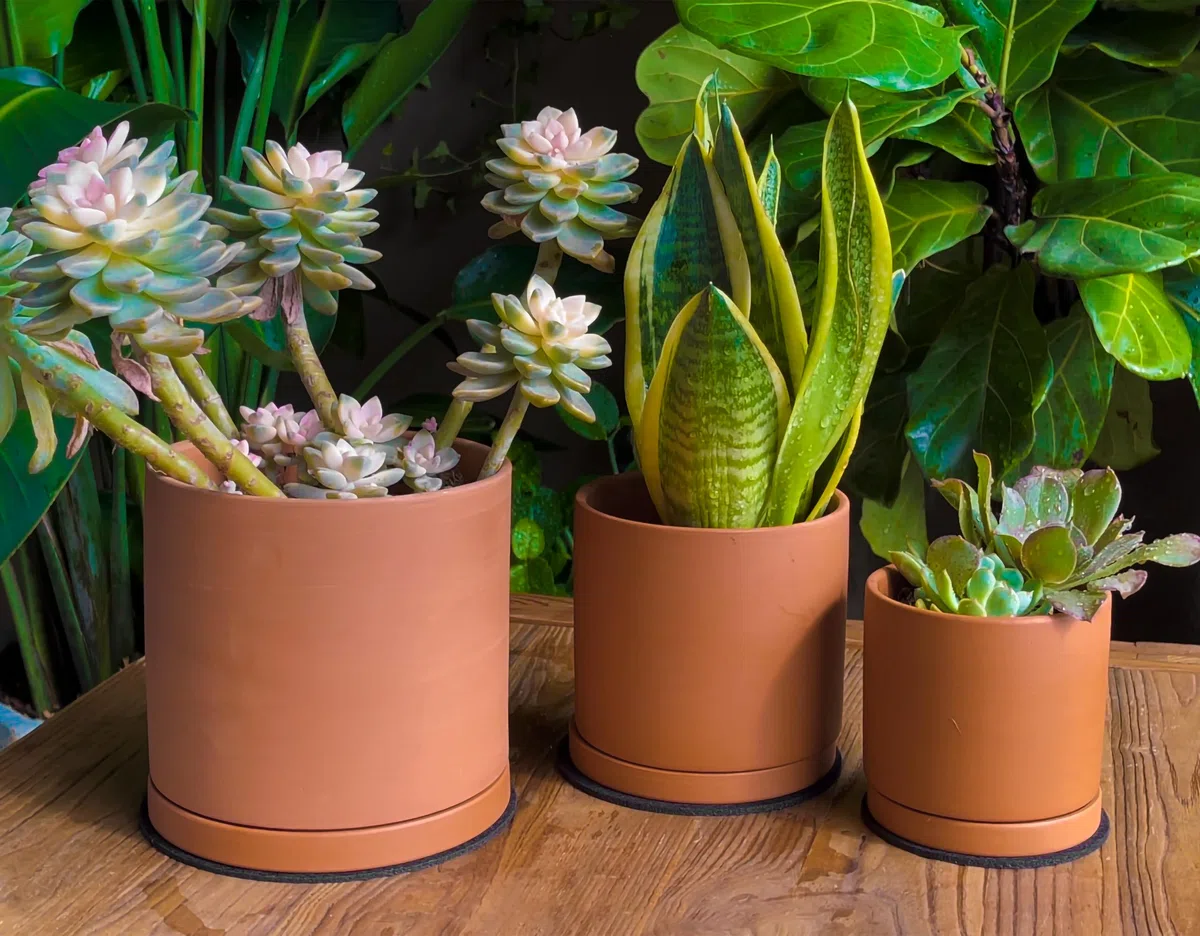D'vine Dev Vasi in terracotta per piante, 10,7 cm, 14,5 cm, 14,5 cm, vaso per piante grasse con drenaggio e piattino, 40-A-T-1