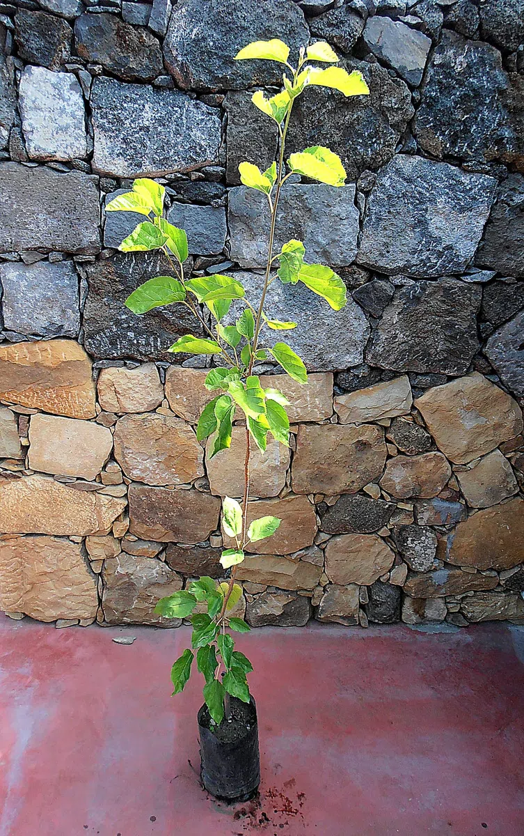 Pianta di gelsi Albero gelso nero - Imballaggio speciale protettivo