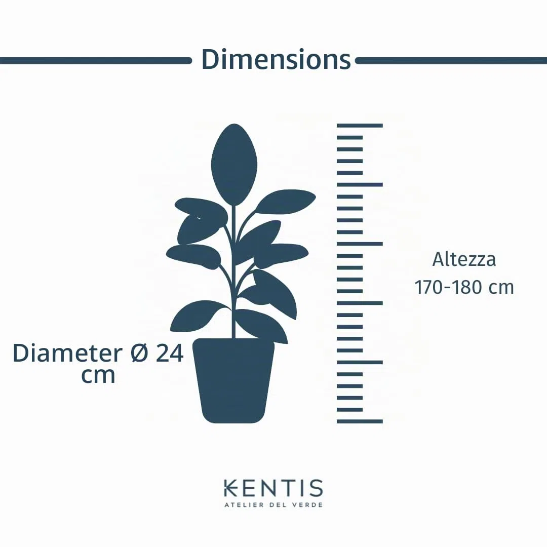 KENTIS - Howea Forsteriana Kentia - Palma - Piante da Interno Vere - Pianta Tropicale da Appartamento H 160-170 cm Vaso Ø 24 cm
