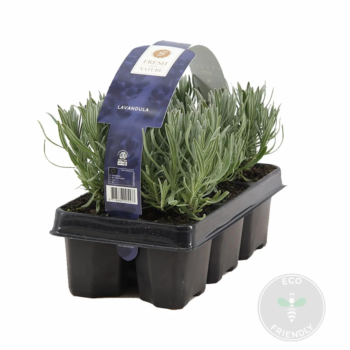 Bloomique - Set di 6 - Lavandula Angustifolia - Pianta di Lavanda - Pianta da Giardino - Resistente al Freddo - Alta 15-20 cm - Zolla da 7 cm