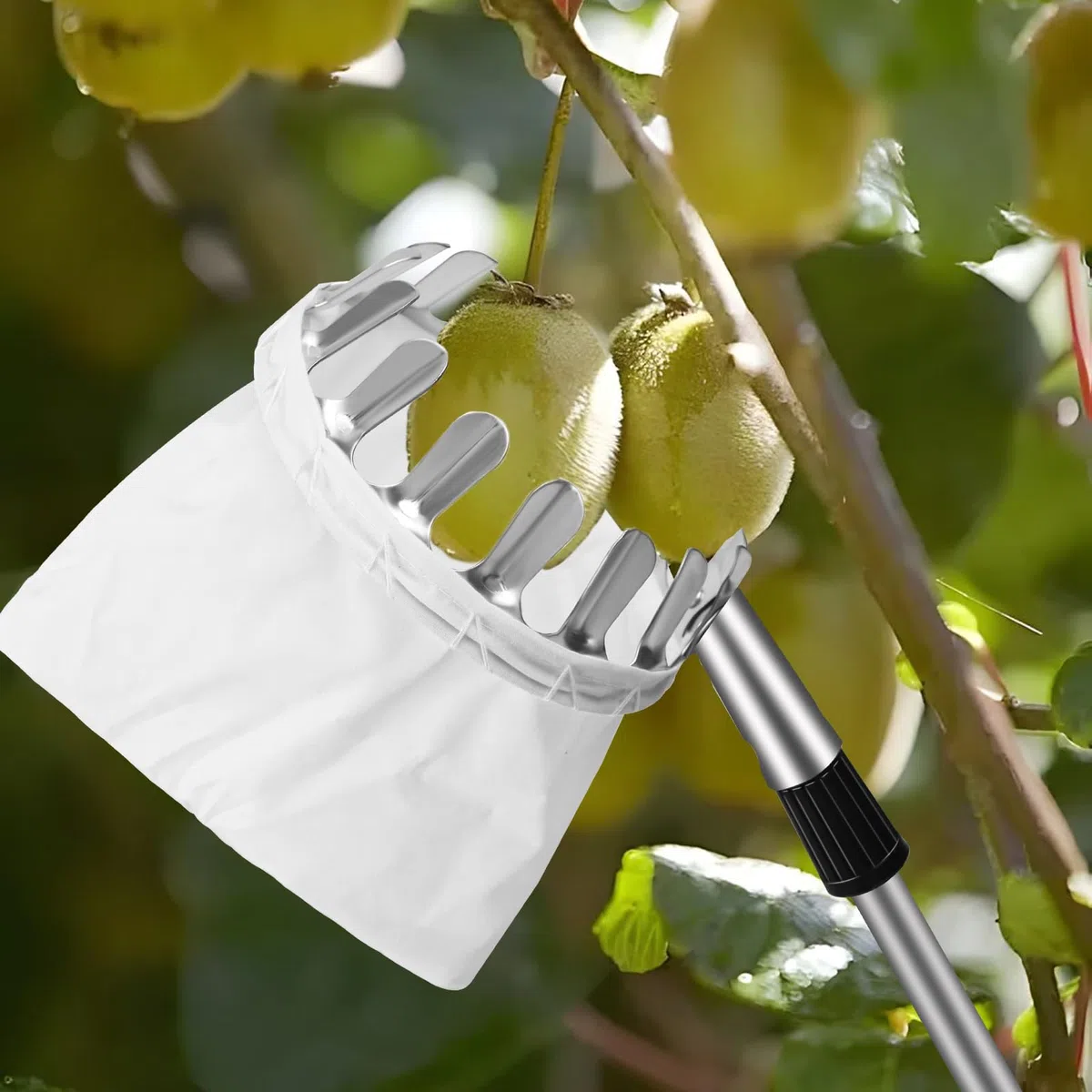 Raccogli frutta, 2,6 m, raccogli mele, aiuto per la raccolta di frutta, diametro 16 cm, manico telescopico in acciaio inox, lunghezza regolabile, facile da montare, adatto per raccogliere