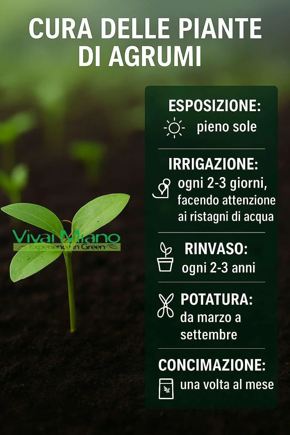 Pianta di Limone Zagara Bianca (vaso - 20) - Immagine reale