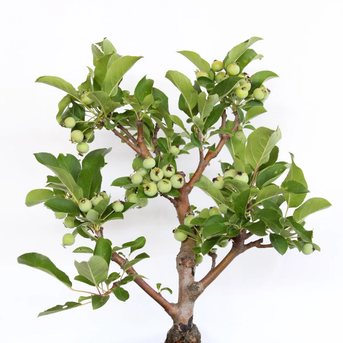 KENTIS - Bonsai di Melo - Malus Sp. - Pianta Vera da Frutto da Esterno - Piante da Giardino Balcone Terrazzo - H 40/45 cm Vaso in Ceramica 26 cm