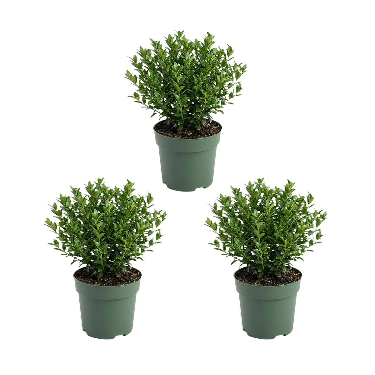 Bloomique - Set di 3 - Ilex Crenata Jenny - Agrifoglio giapponese - Gaultheria - Resistente - Piante da balcone - Altezza 10-20 cm - Vaso 10 cm