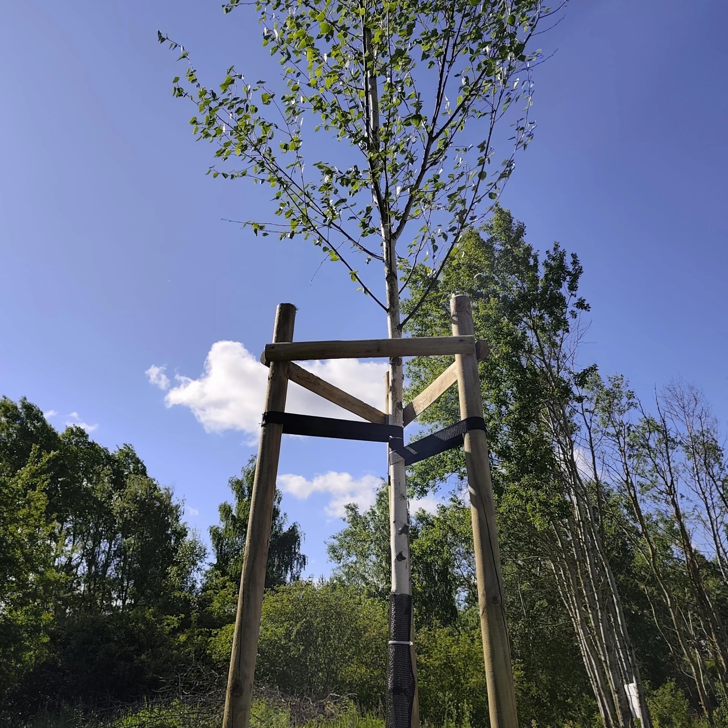 Kit Tutto Incluso per Sostegno Alberi ø 7 cm x 220 cm con 3 Pali in Legno, 3 Cinghie Nere e 6 Semipali in Legno per Fissaggio e Supporto Piante
