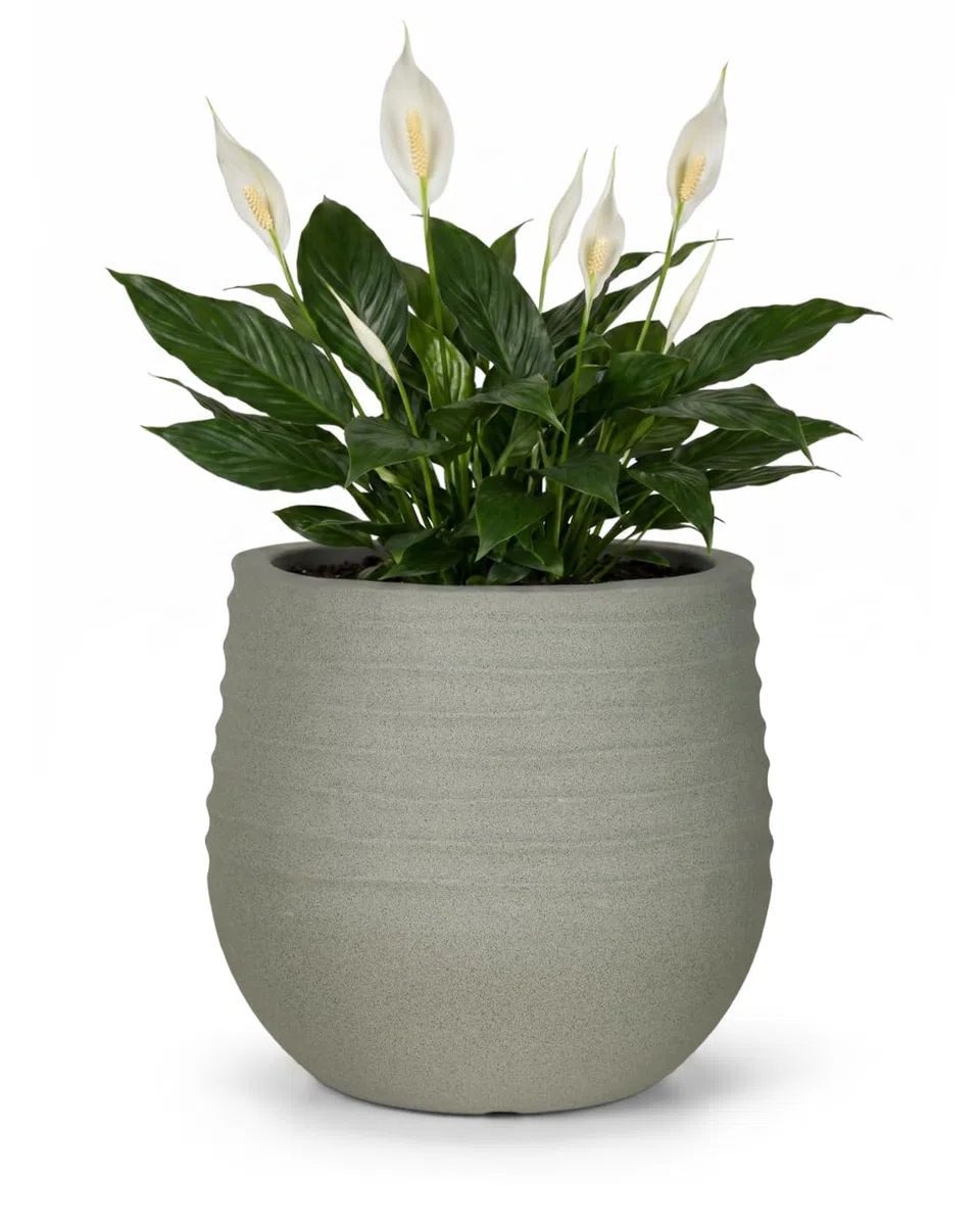 Mazovia Vaso fiori, per terrazza, balcone e casa, fioriera da esterno, 40x40x37 cm TERRA M resina di alta qualità, resistente ai raggi UV e al gelo, impermeabile, Grigio, effetto cemento, 1 pz.
