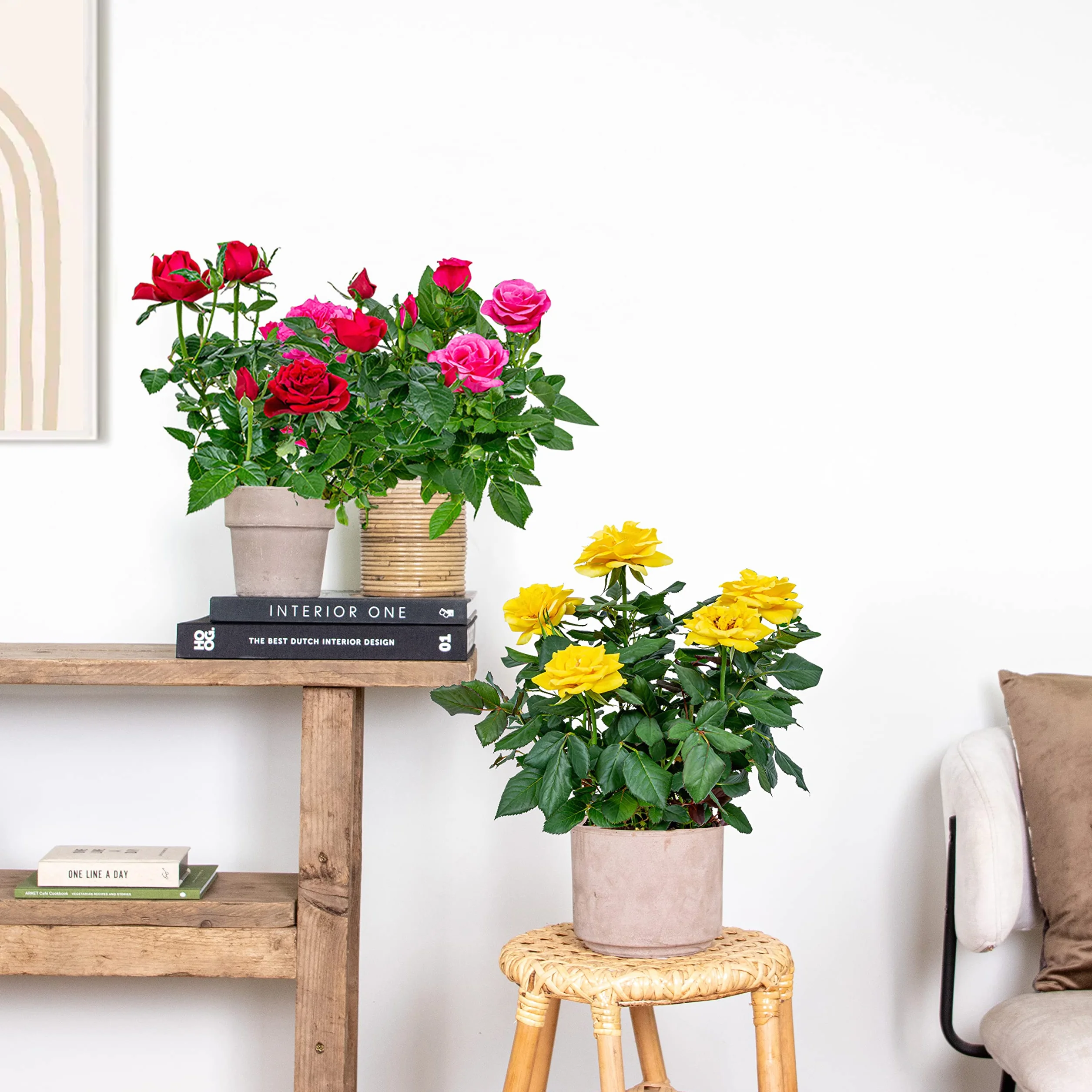 Bloomique - Mix di 3 - Rosa in Vaso - Rosso, Giallo, Rosa - Adatta per Interno ed Esterno - Piante da Interno, Giardino e Terrazzo - Resistente al Freddo - Altezza 20-30 cm - Vaso 12 cm