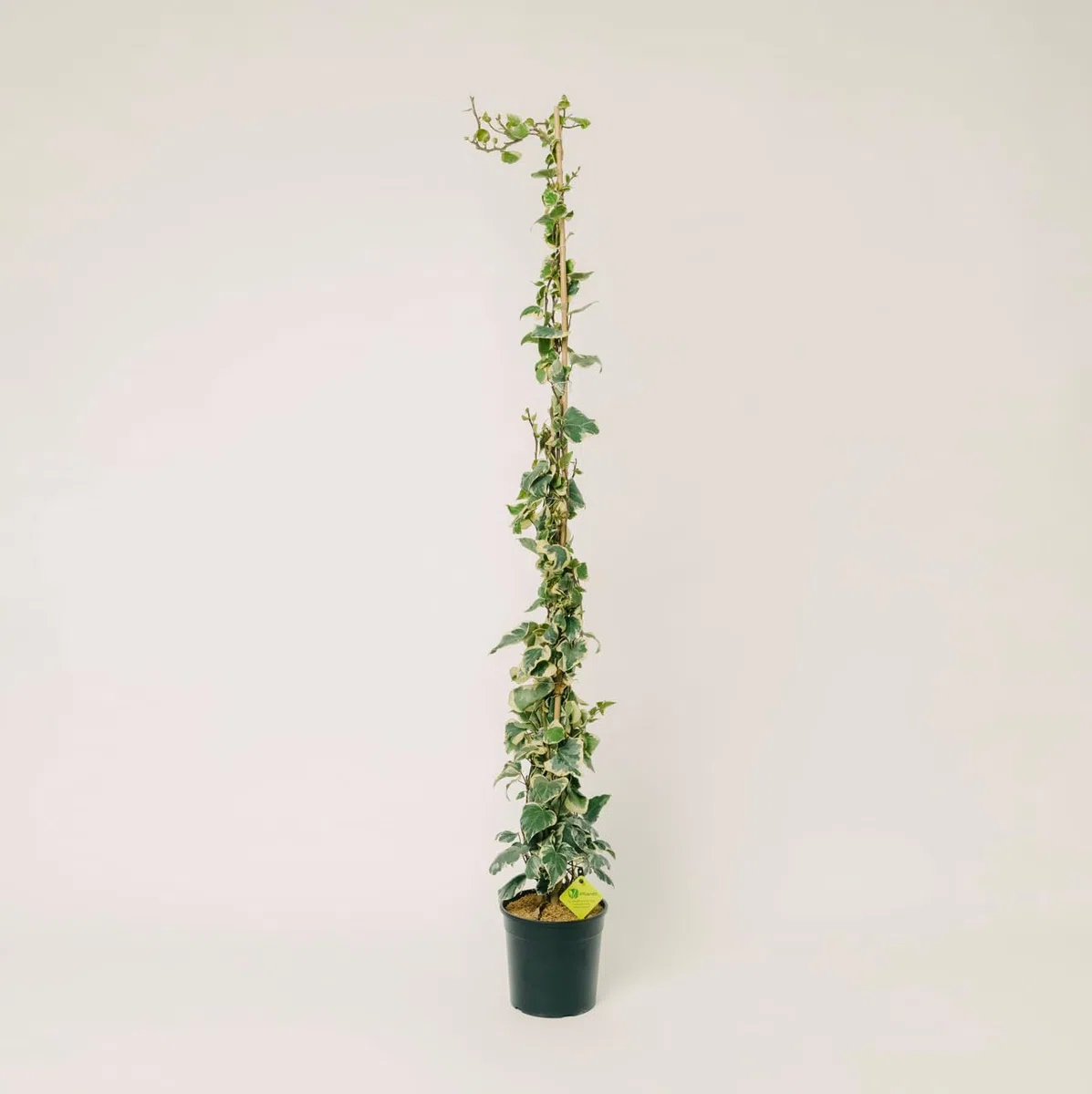 Hedera Algeriensis Glorie de Marengo | Edera Rampicante da Esterno in Vaso 19 cm, Altezza 150 cm | Piante da Giardino, Rampicanti da Esterno, Concimazione 6 Mesi con Plantì