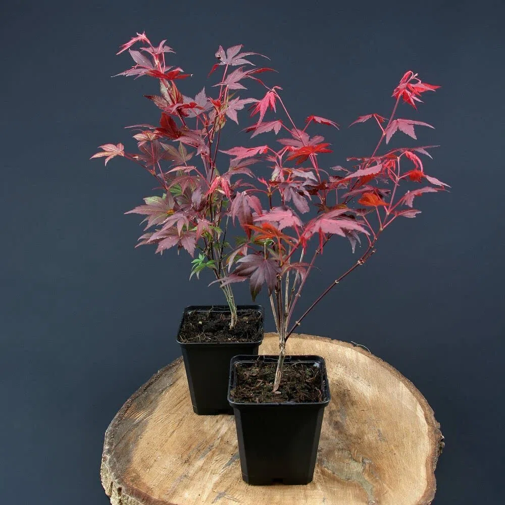 Acero rosso giapponese "Acero palmatum Fireglow" FG1 pianta innestata in vaso 2 litri Vivaio di Castelletto