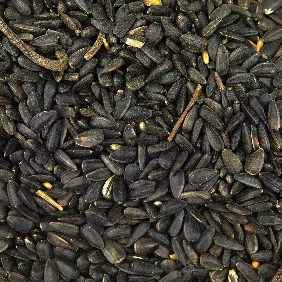 Semi di girasole nero GardenersDream - Alimento ricco di olio per uccelli selvatici del giardino (10L)
